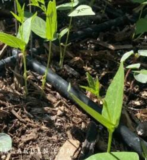 White Tepary Beans