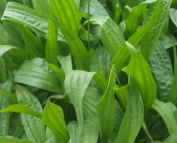 Boston Plantain Seeds