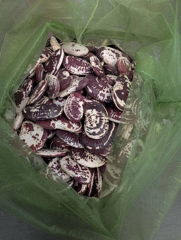 Christmas Lima Bean Seeds