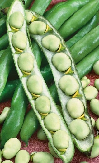 Fava Bean Seeds (Broad Bean)