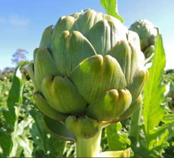 Imperial Star Artichoke