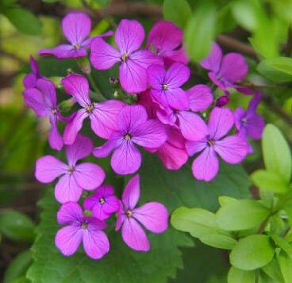 Lunaria (Money Plant) Seeds