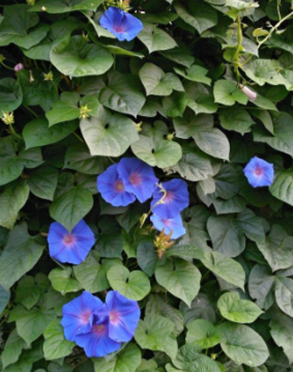 Morning Glory INVASIVE !