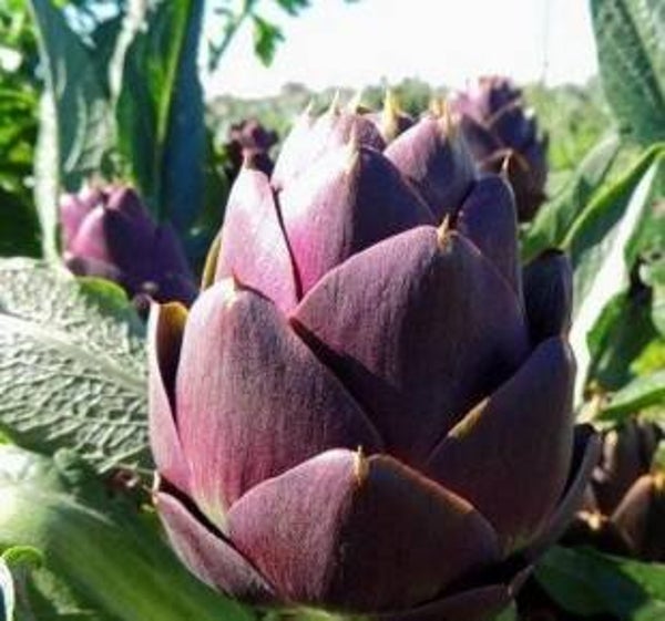 Purple Romagna Artichoke Seeds