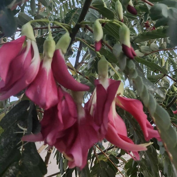 Rattlebox Tree Seeds, Sesbania punicea seeds