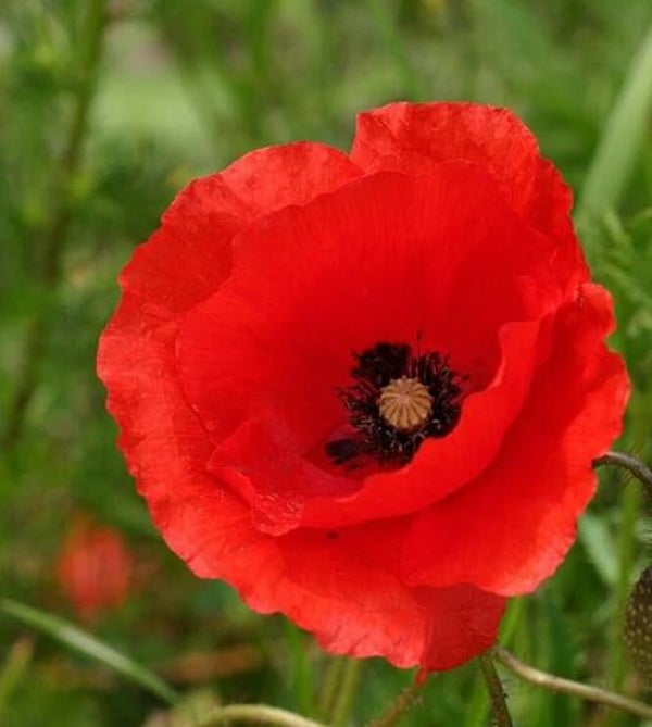 Red Poppy