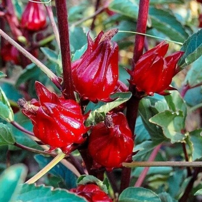 Roselle Hibiscus, She's All Edible ! | BEE BEE SEEDS