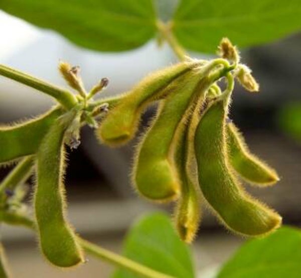 Organic Soybean Seeds