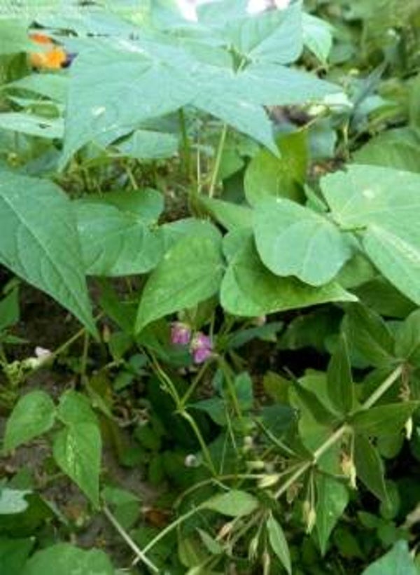 Brown & Black Tepary Bean Seeds