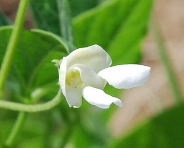 Brown Tepary Bean Seeds