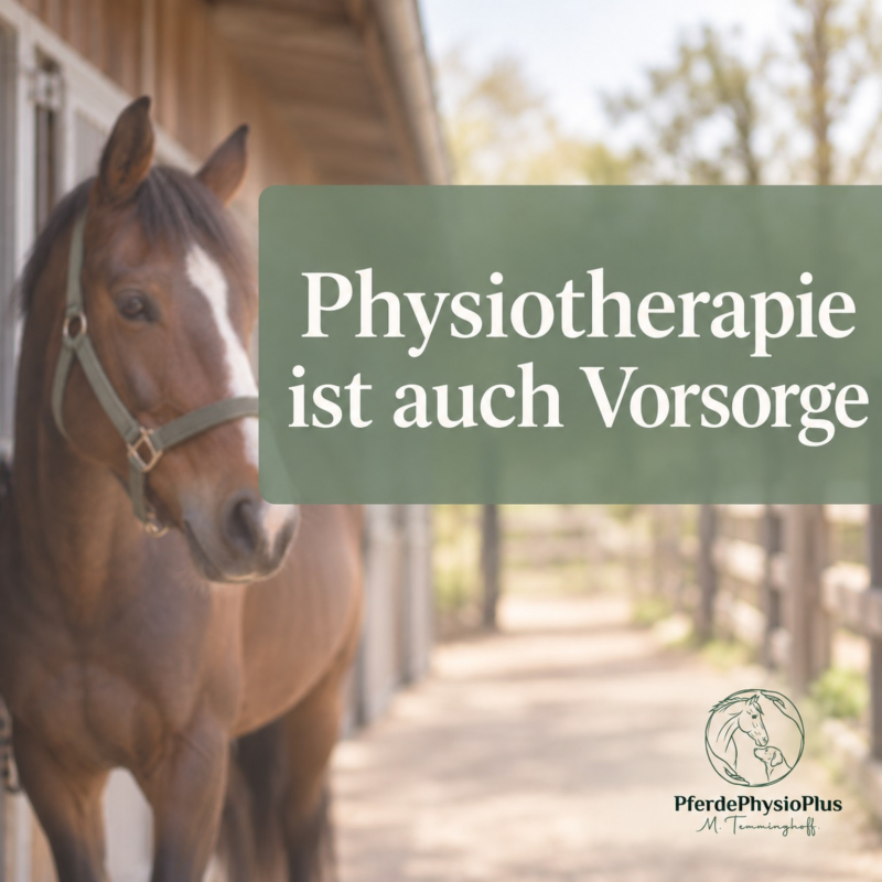 Pferdephysiotherapie als Vorsorge - PferdePhysioPlus