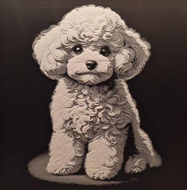 Teacup Poodle