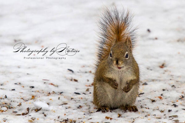 Red Tail Squirrel