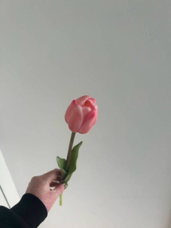 Tulp enkel roze