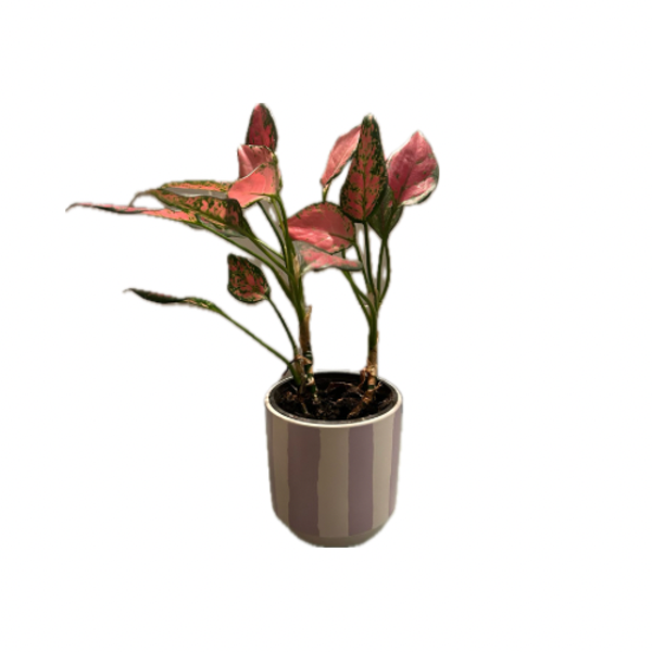 Pot lila