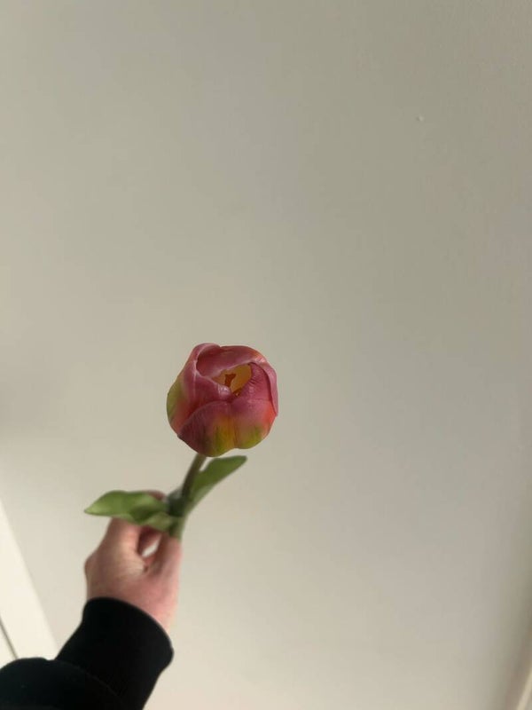 Tulp enkel roze/groen