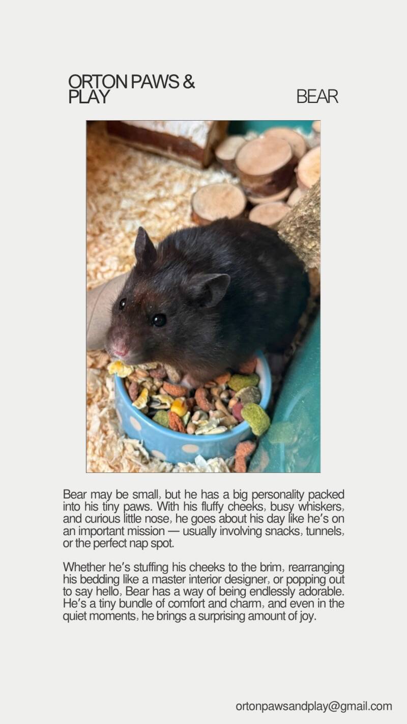 bear-standard.jpg