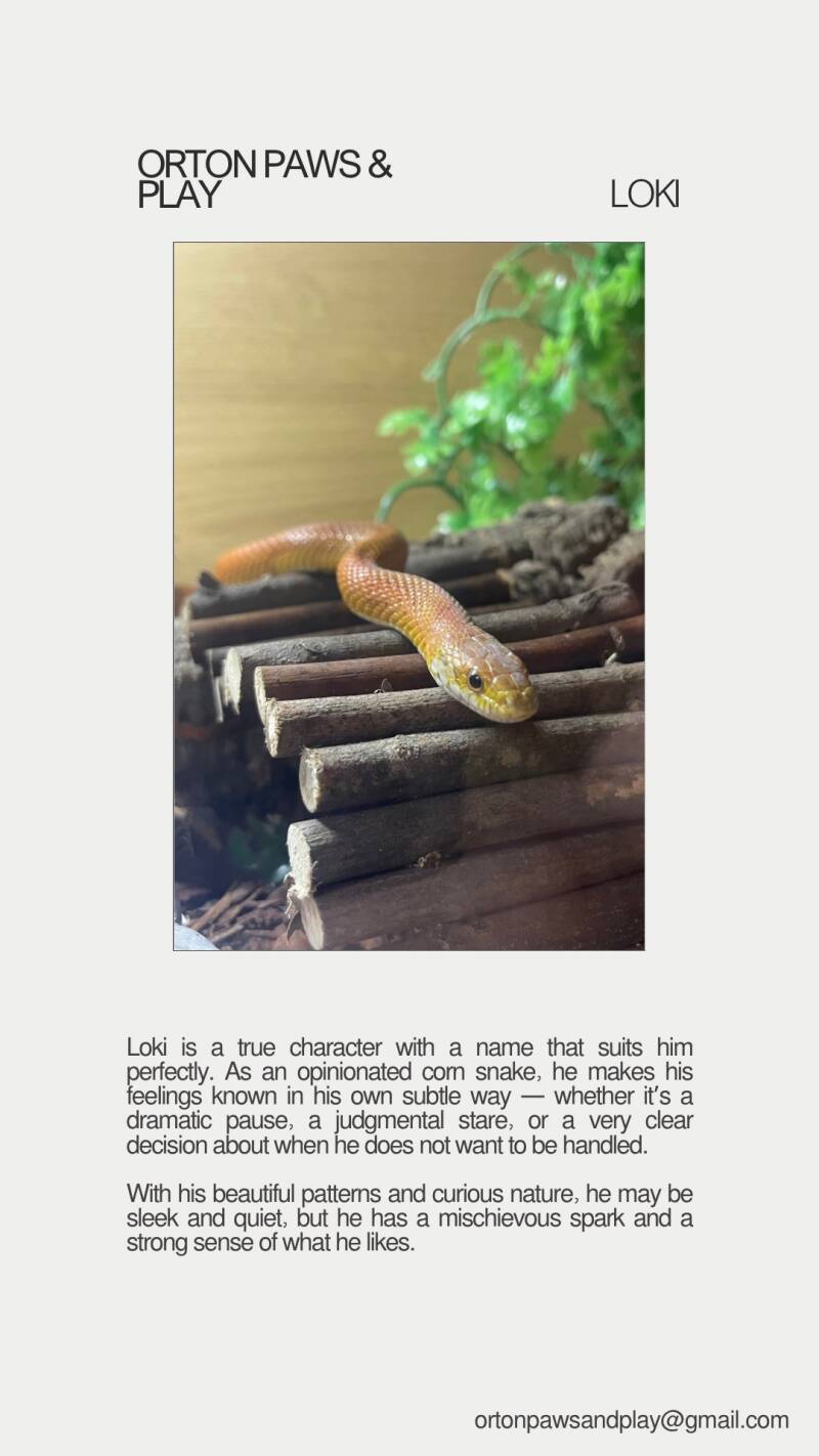 loki-standard.jpg
