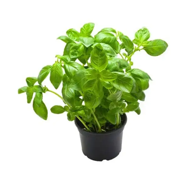 Pots de plantes arromatiques