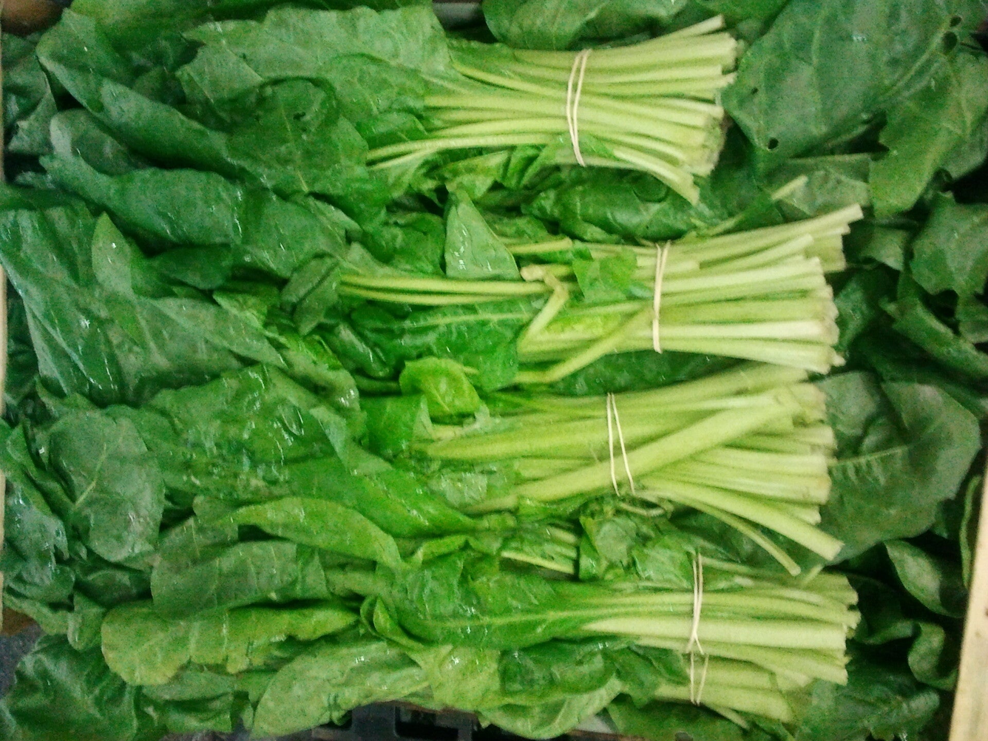 Blettes Vertes à couper