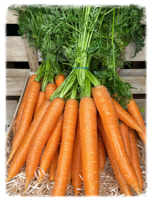 Carottes