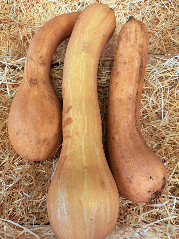 Courges longues de nice