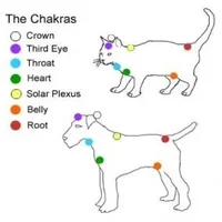 reiki_healing_animals-standard.webp
