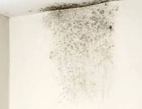 Fighting mold the homeowners guide