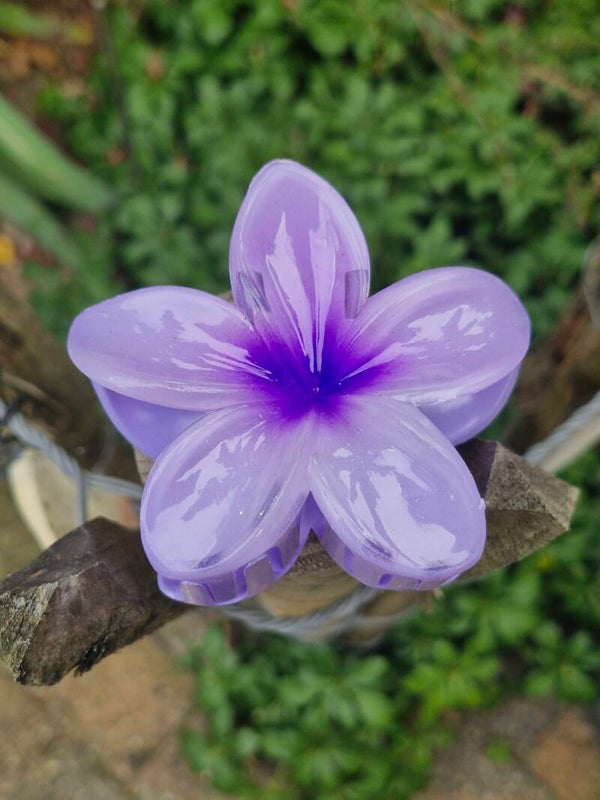 Haarklem paars bloem