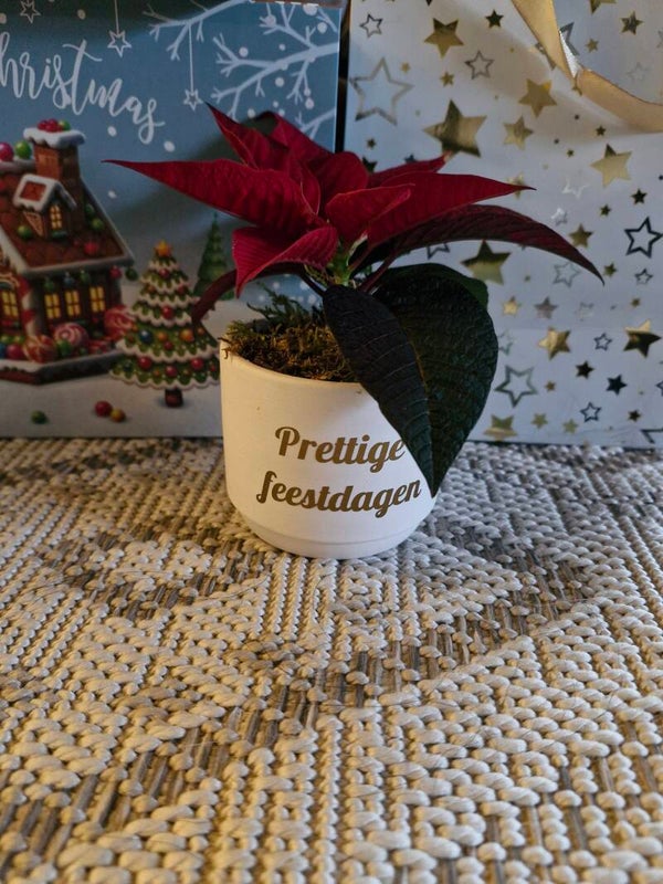 Kerstroos rood bloempotje