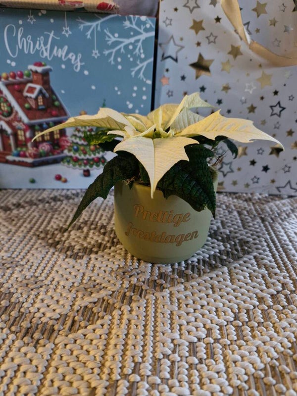 Witte kerstroos bloempotje
