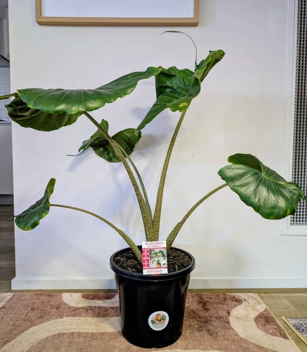 Alocasia Stingray