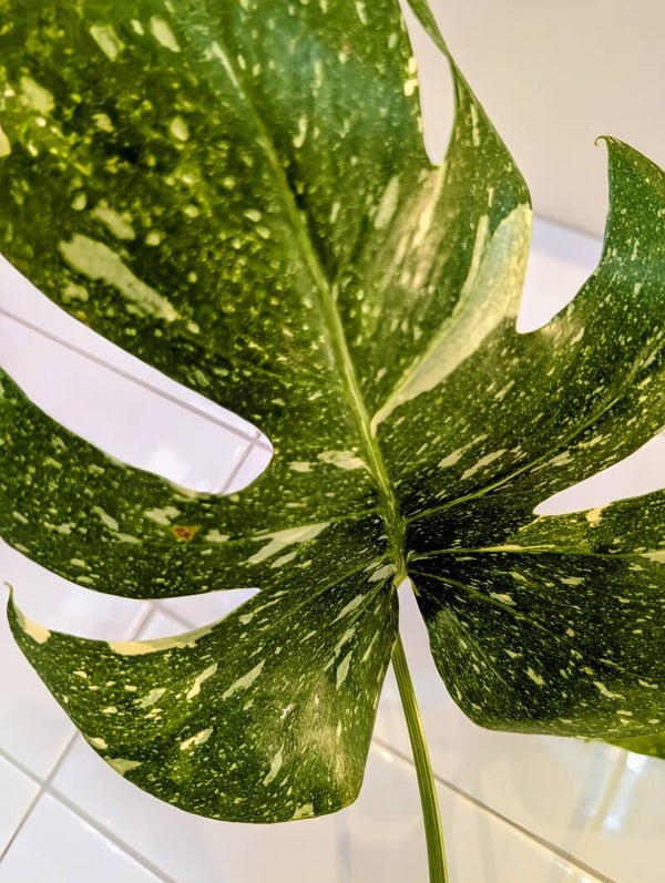 Thai Constellation Monstera