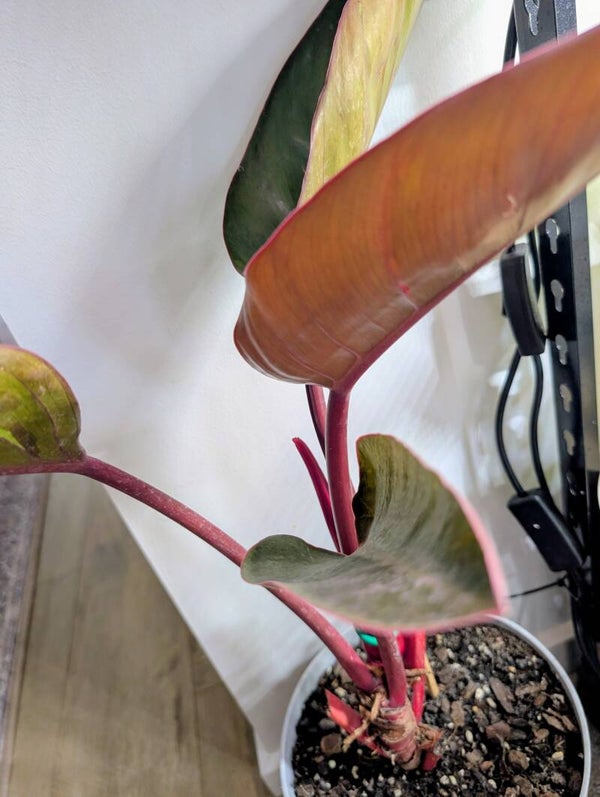 Philodendron Rojo Congo