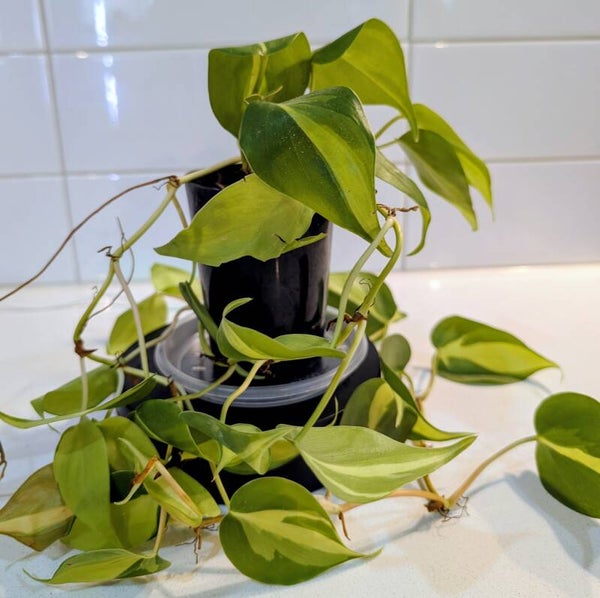 Philodendron Brasil