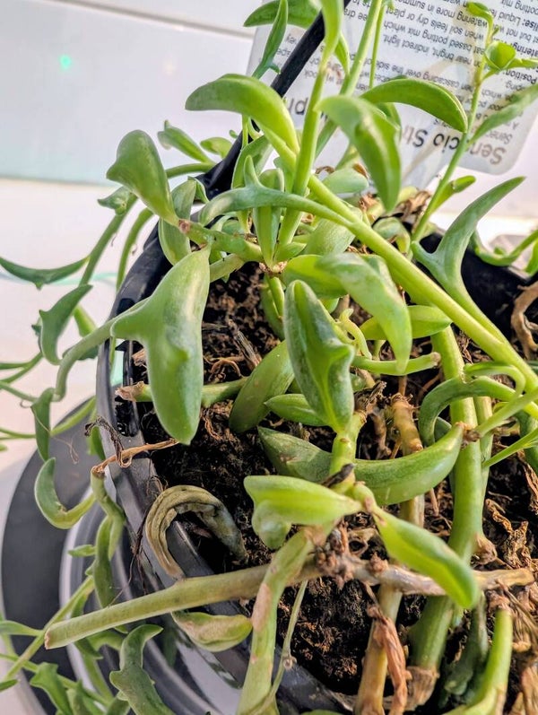 String of Dolphins (Senecio peregrinus)
