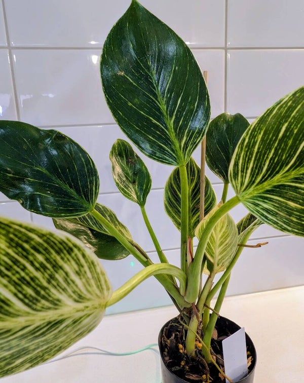 Philodendron Birkin