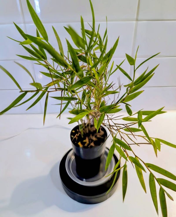 Pogonatherum crinitum – Bamboo Grass