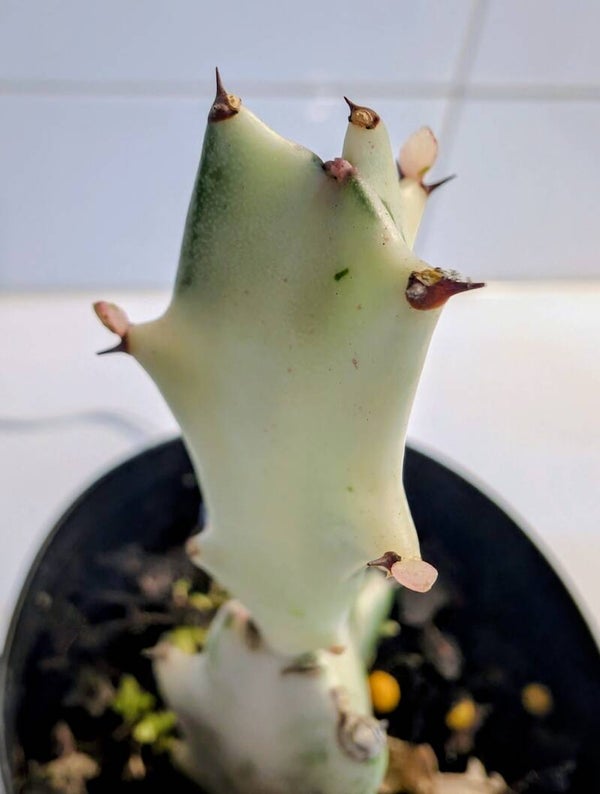 Euphorbia lactea ‘White Ghost’