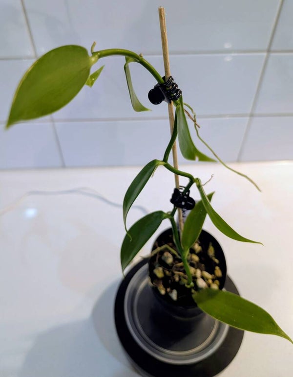 Vanilla planifolia – Vanilla Orchid Vine