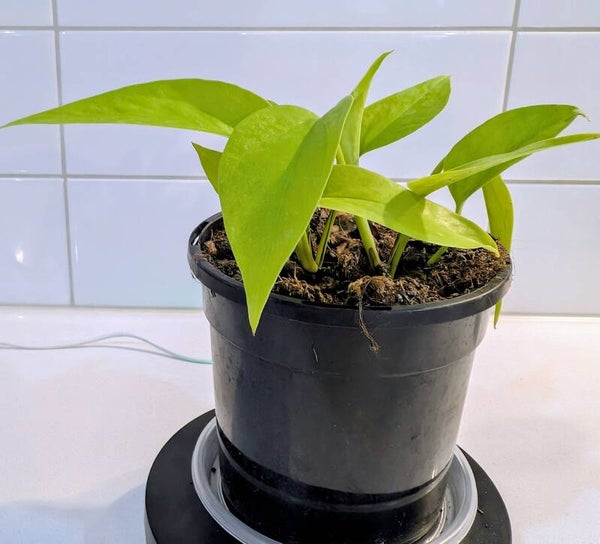 Epipremnum ‘Goldilocks’