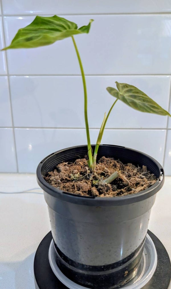 Philodendron verrucosum