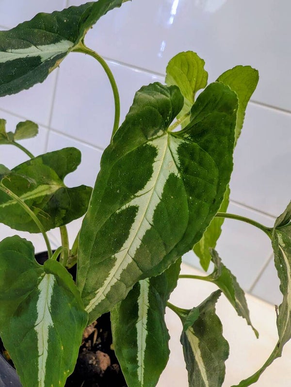 Velvet Syngonium (Syngonium wendlandii)