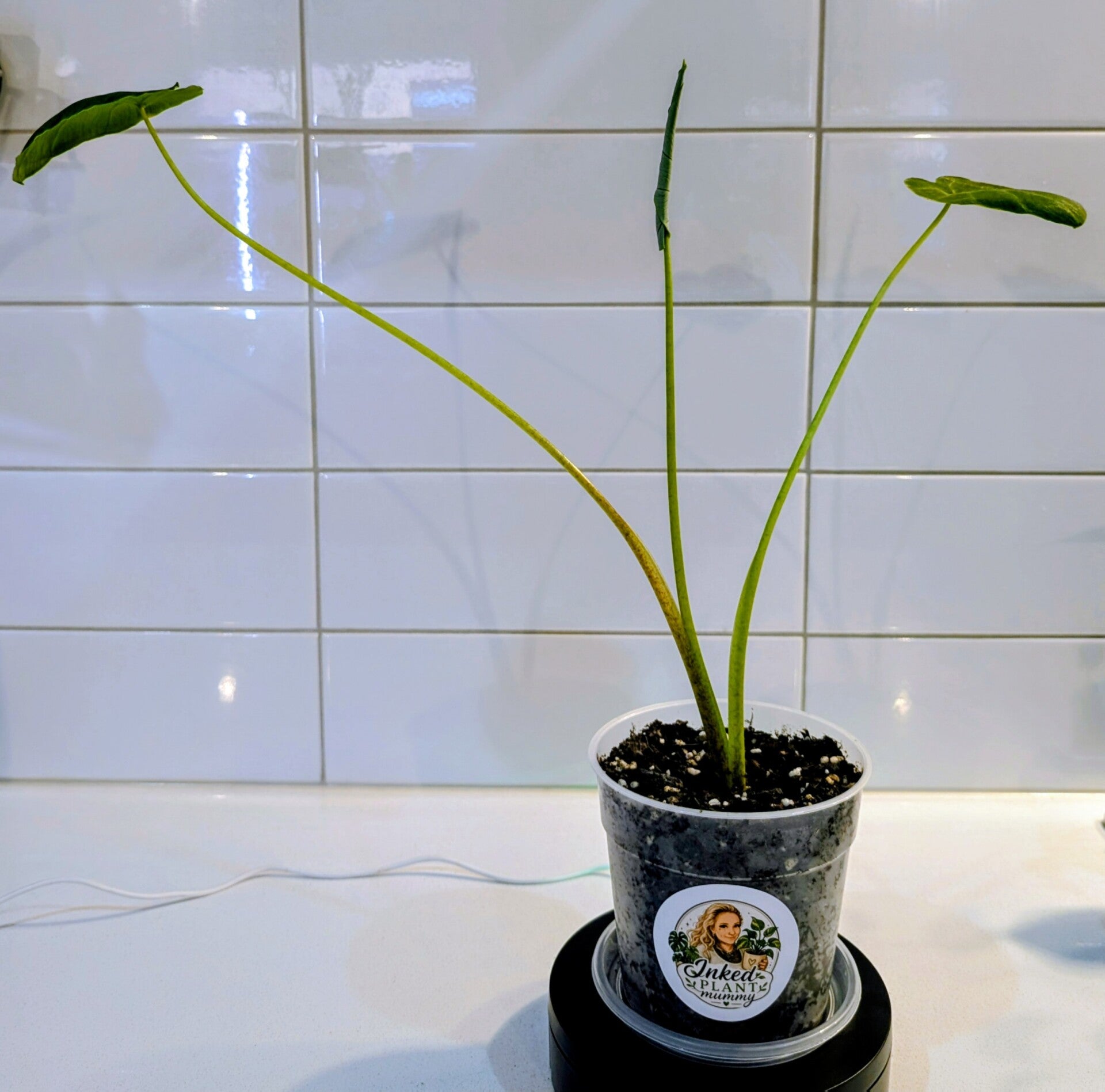 Alocasia “Purple Taro”