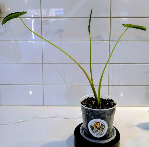 Alocasia “Purple Taro”