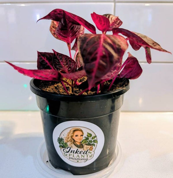Iresine herbstii ‘Bloodleaf’