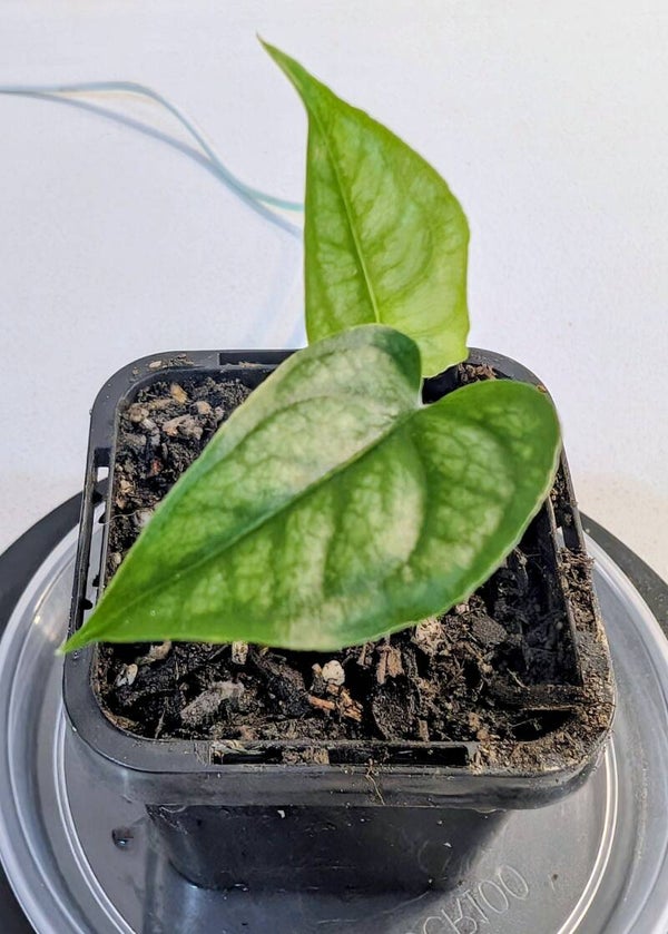 Monstera Siltepecana