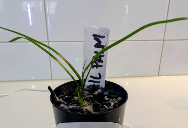 Ponytail Palm (Beaucarnea recurvata)