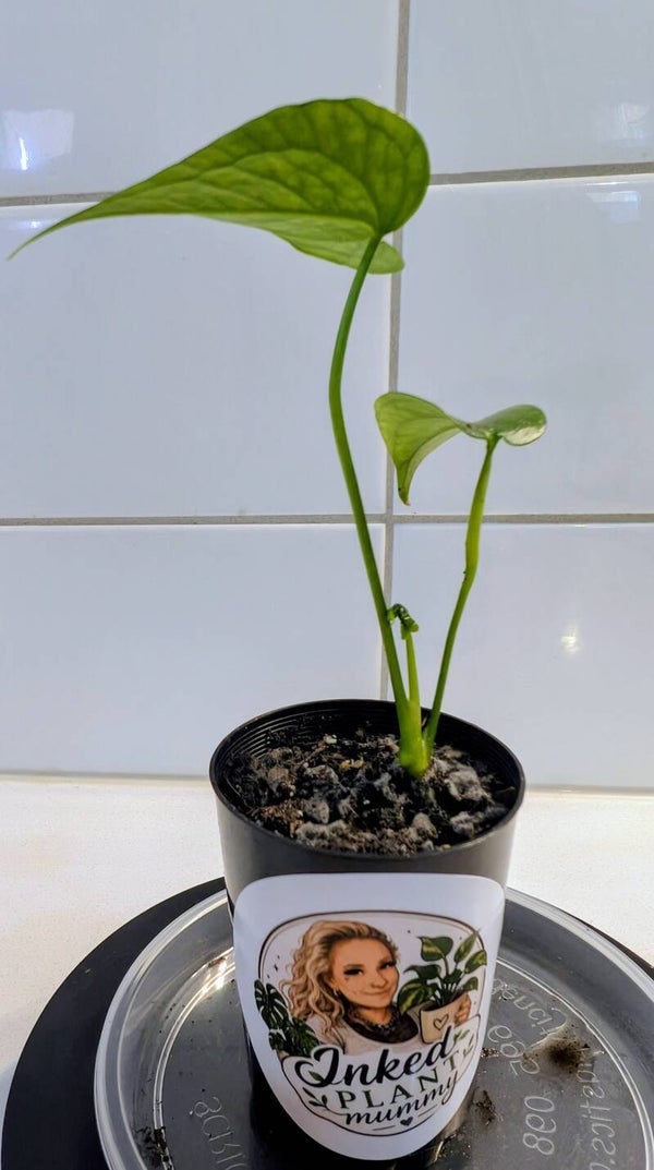 Anthurium Pedatoradiatum