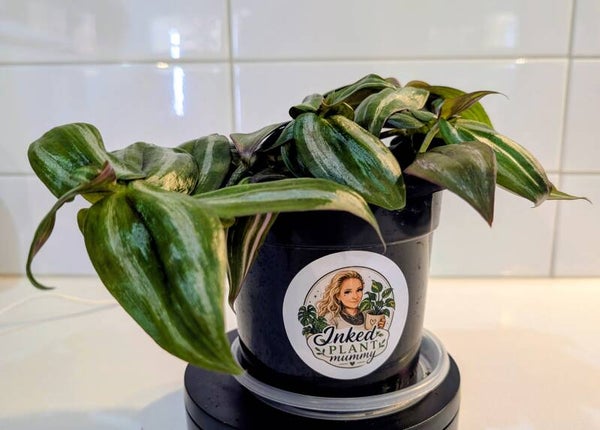 Tradescantia 'Dark Desire'